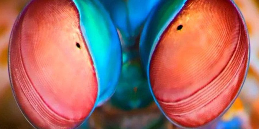 كل عين من عيون روبيان سرعوف الطاووس مثبتة على ساق وتتحرك بشكل مستقل (غيتي)