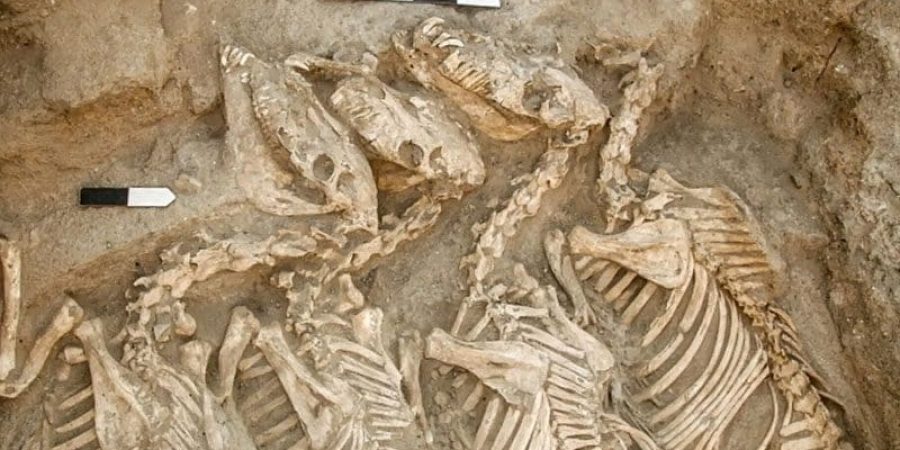 يُعتقد أن العظام في أم مَرّة كانت لحيوان الكونغا (جامعة جونز هوبكنز-لايف ساينس)