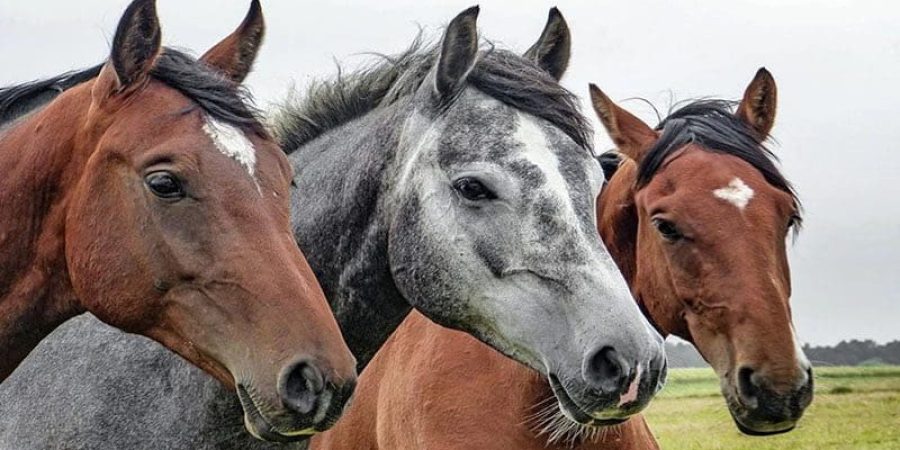 التميز الجيني للخيول في سهول غرب أوراسيا جعلها تتفوق على غيرها من السلالات