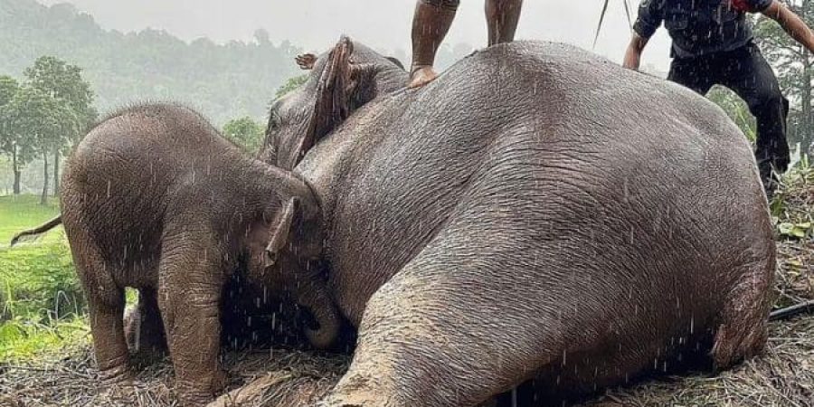 عملية إنقاذ مثيرة لأنثى فيل وصغيرها بتايلاند بعد أن سقطا في حفرة