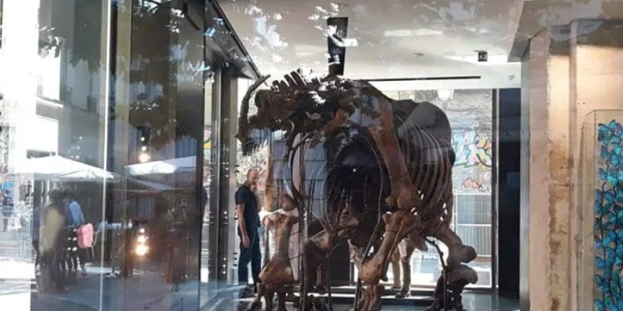دار درو للمزادات قدرت قيمة البقايا المتحجرة للهيكل العظمي لهذا الديناصور ما بين 1.2 و1.5 مليون يورو