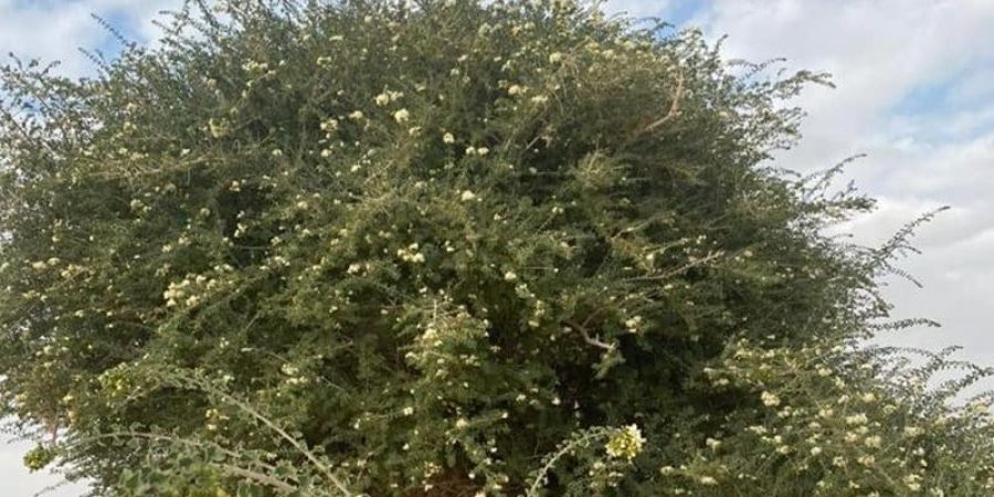 توثيق شجرة فريدة من نوعها في سلطنة عُمان