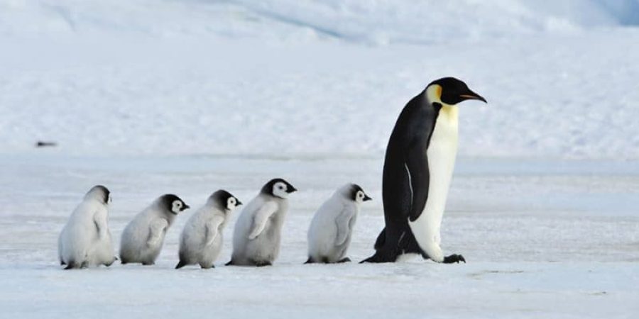 ذكور البطريق تقضي الشتاء في احتضان البيض وتطعم الصغار من حواصلها