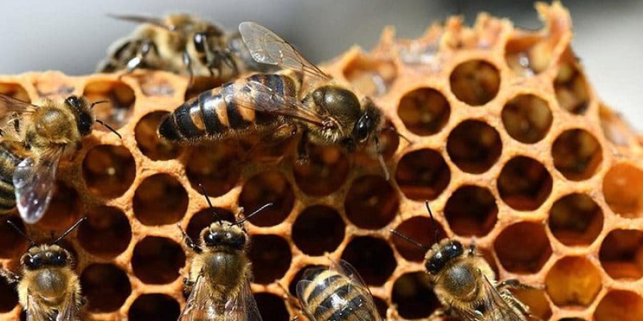 نحل العسل يزيد من التباعد الاجتماعي كلما كانت خليته واقعة تحت تهديد من الطفيليات