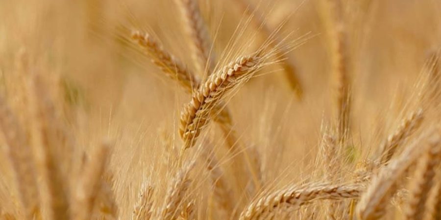 توقعات بأن يزيد إنتاج القمح في العالم بنسبة 17% (بيكسابي)