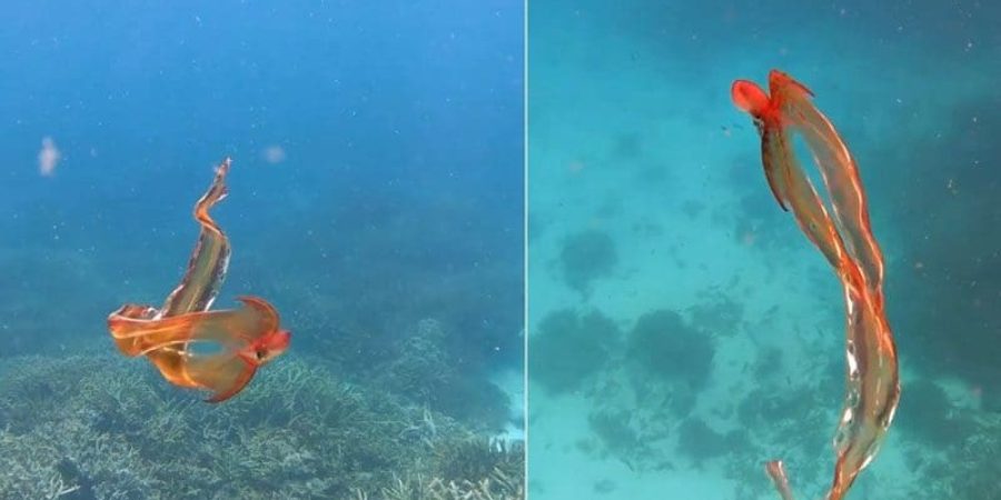 الأخطبوط ذو العباءة يرقص تحت الماء في جزيرة ليدي إليوت الواقعة على الحيد المرجاني العظيم في أستراليا (مواقع التواصل)