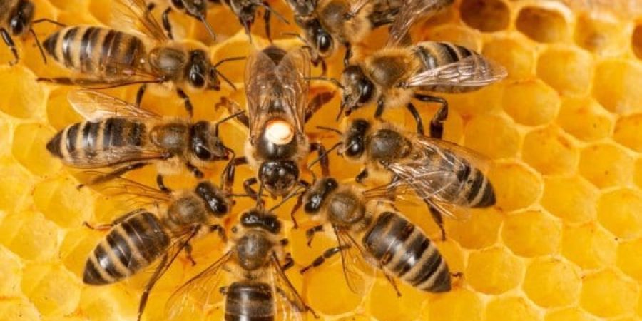 يعتقد الباحثون أنه يمكن التقاط المركبات العضوية المتطايرة المرتبطة بالتحلل البشري من عسل النحل (شترستوك)