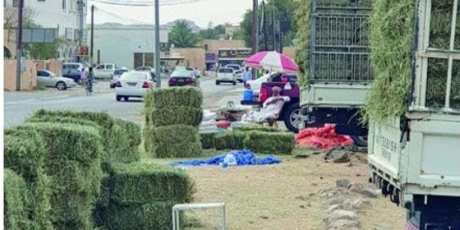 الأعلاف الحيوانية | صورة تعبيرية