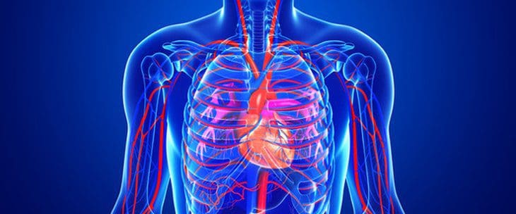 الأوعية الدموية