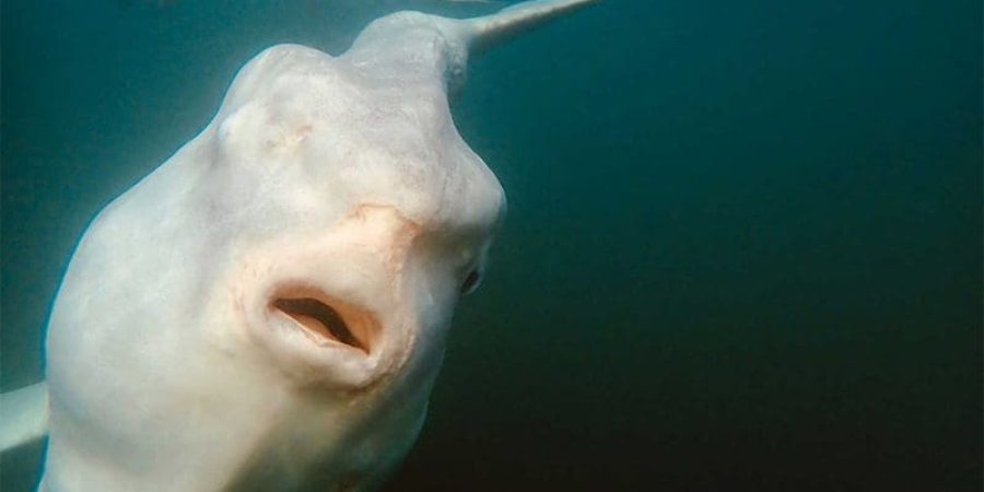 الوحش البحري