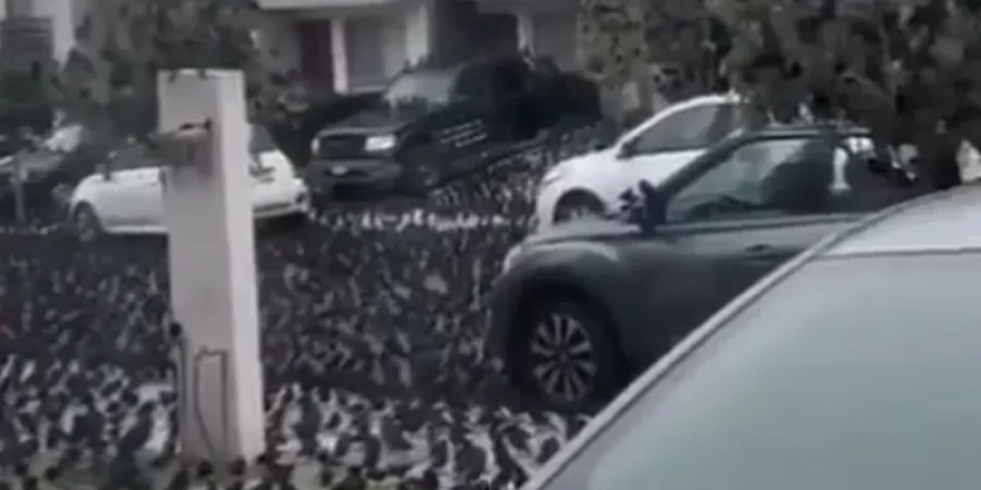 آلاف الطيور تجمعت في شوارع المكسيك