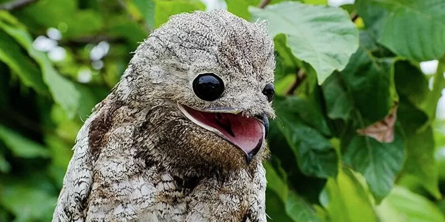 فم الضفدع: طائر يستطيع التنكر بشكل فريد