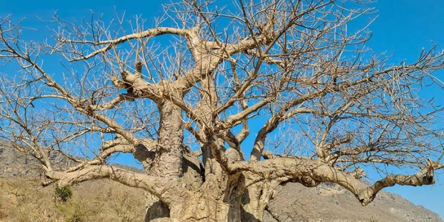 من الأشجار النادرة والمهدّدة بخطر الانقراض