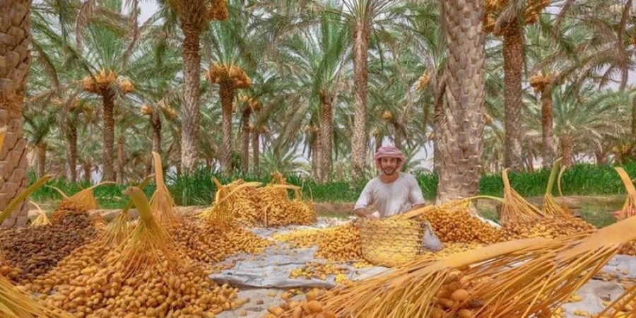 موسم التبسيل يغلب على بعض مناطق سلطنة عُمان اللون الأصفر مع قدوم موسم التبسيل.