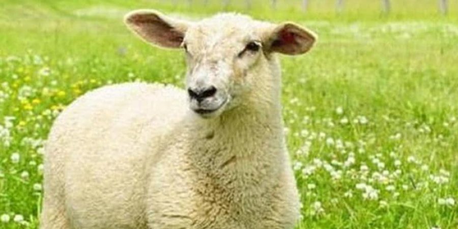 خروف سمين بتوجيه نطحة إلى سطل كبير في إحدى المزارع.