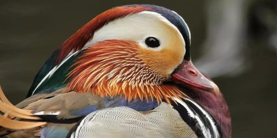 بطة | تعبيرية