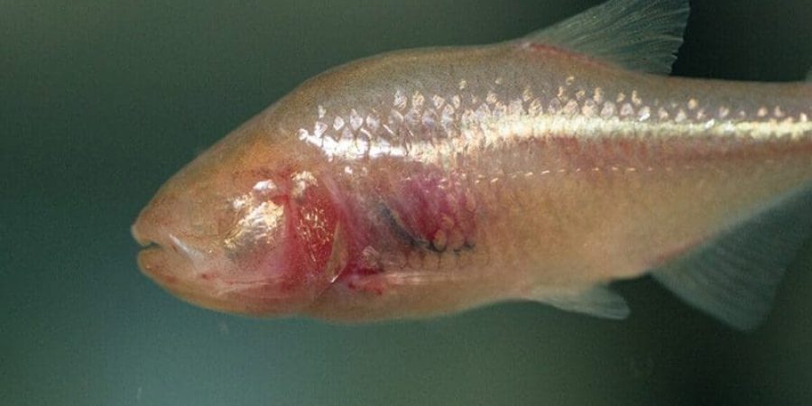 سمكة الكهف العمياء تمتاز بلونها الوردي الشاحب وبمظهرها شبه الشفاف تقريبًا (يوريك ألرت)