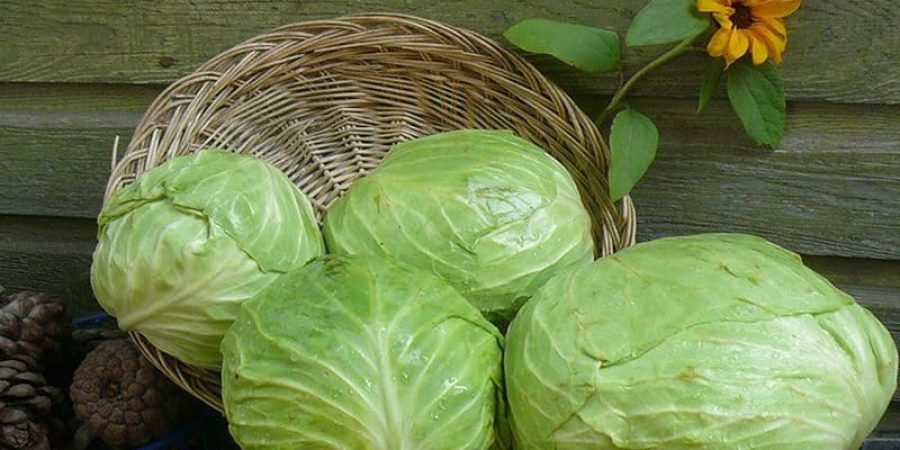 كورونا وطعم الملفو تعبيرية