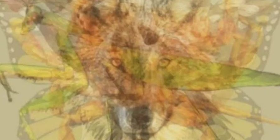 الصورة التي تحتوي على 9 حيوانات