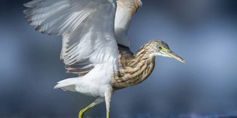 بلشون البحيرات من تصوير أحمد الشيشتاوي مؤسس المعرض المصري لصور الطيور البرية