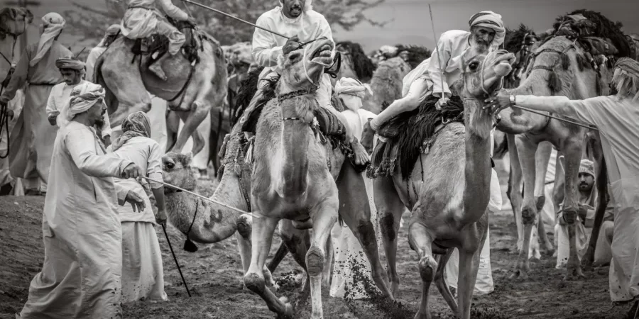 الإبل إحدى الصور الديناميكية التي وثقها المصور