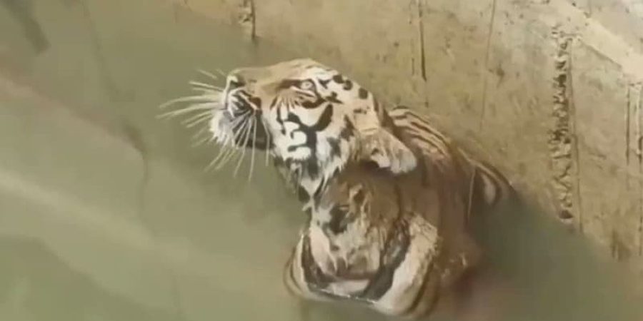 عثر سكان قرية في مقاطعة تشاندرابور بالهند على نمر عالق في قاع بئر عمقها 20 قدمًا