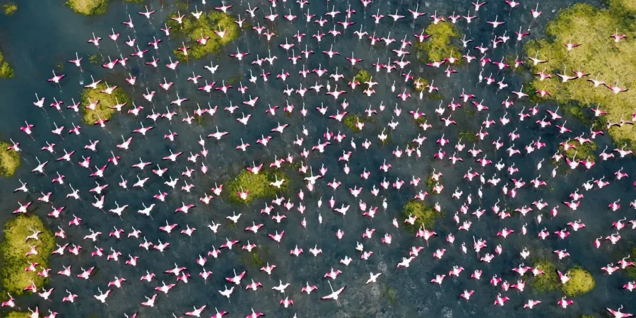 تُعتبر محميّة بحيرة "بوليكات" جنّة لمراقبي الطيور، وفقًا لموقع مقاطعة "نيلور"