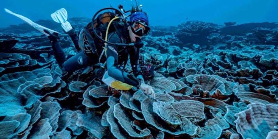 الشعاب المرجانية المكتشفة حديثًا في أعماق المحيط الهادي قرب تاهيتي (اليونسكو)