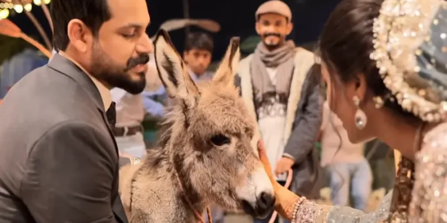 الجحش بين العروسين