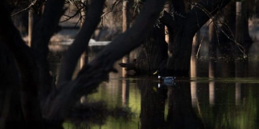 البط البري أو الخضاري