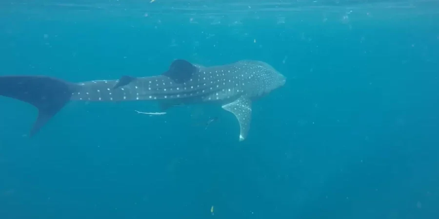 من الفيديو من الفيديو