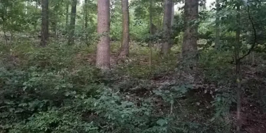 ابحث معنا عن الثعلب وسط الغابة