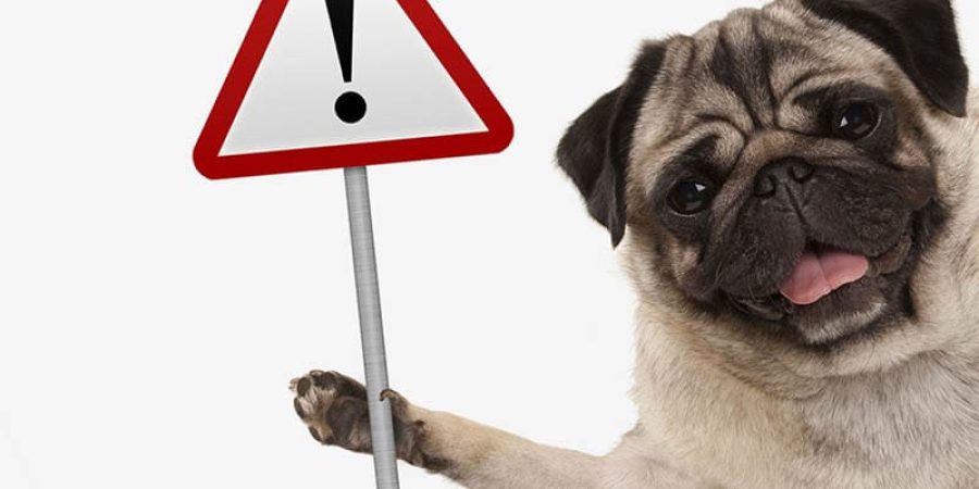 يرى خبراء أنه يمكن لأدمغة الكلاب التمييز بين اللغات المألوفة وغير المألوفة (شترستوك)