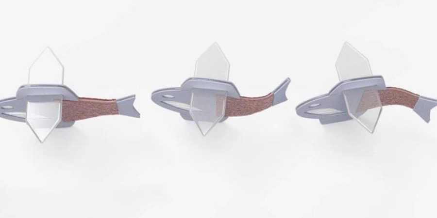 بناء أول سمكة بيولوجية هجينة من خلايا قلبية مشتقة من الخلايا الجذعية البشرية