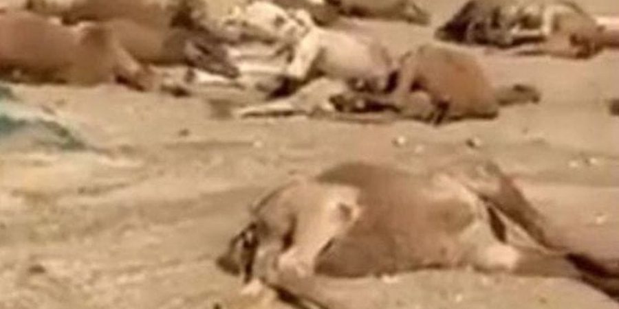 نفوق عدد كبير من الإبل.