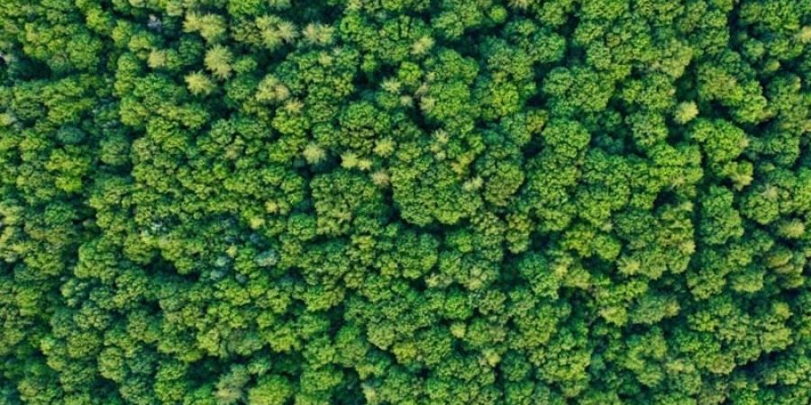 عدد أنواع الأشجار أكبر مما كان متوقعُا حسب الدراسة الجديدة (ستوك سناب)