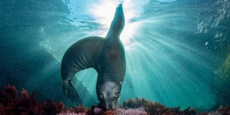43133761-9591847-Celia_Kujala_from_the_U_S_was_awarded_third_place_in_the_Mammals-a-34_1621509132048