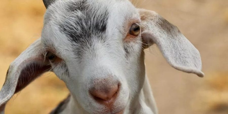 الماعز الماعز من جنس الوعل | أرشيف التأمل