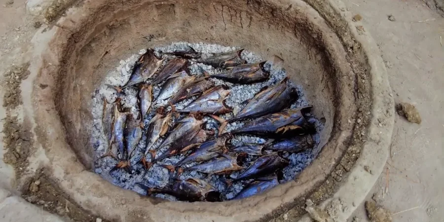 أسماك التونة شوي أسماك التونة