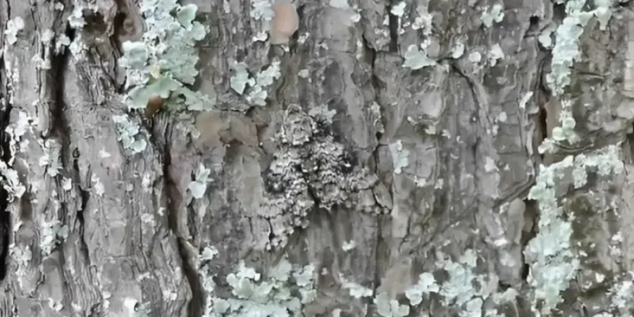 ساعدنا في تحديد مكان الفراشة