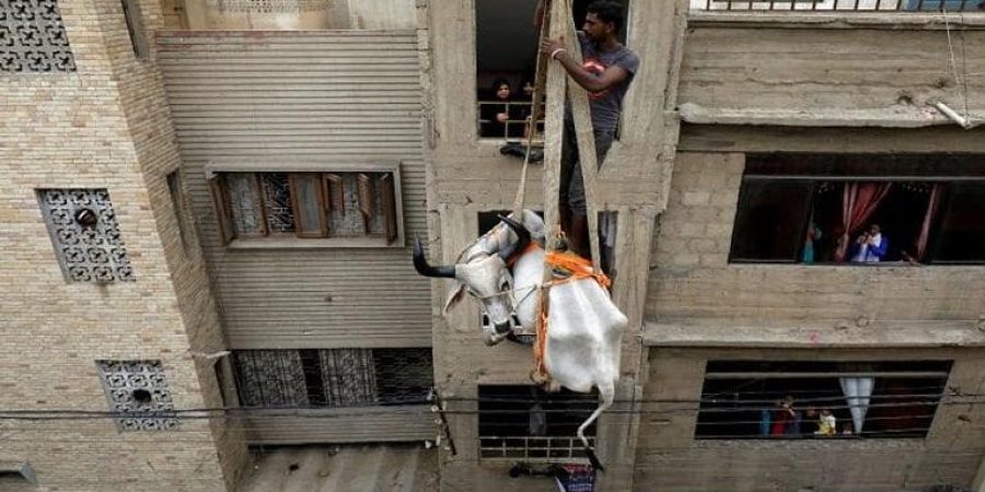 أضاحي معلّقة في الهواء، باكستان