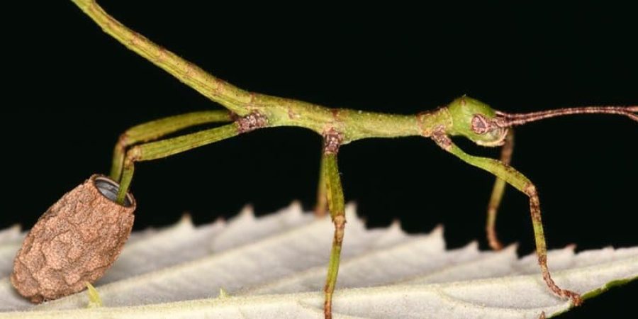 تربي البريطانية لورين جارفيلد حشرات العصا منذ عدة سنوات (شترستوك)