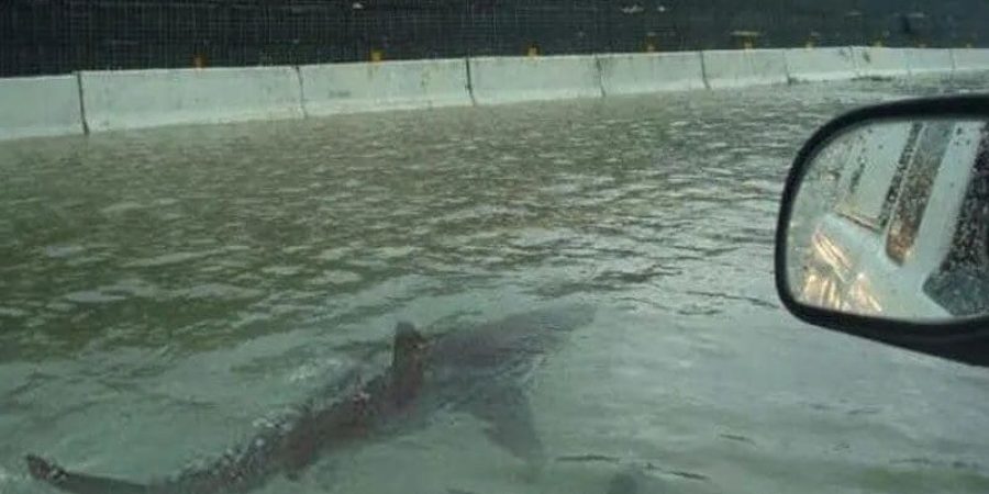 من مقطع الفيديو