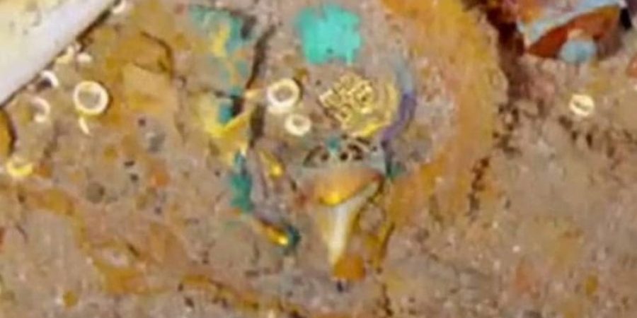 القلادة مقسمة لقطع بسن القرش