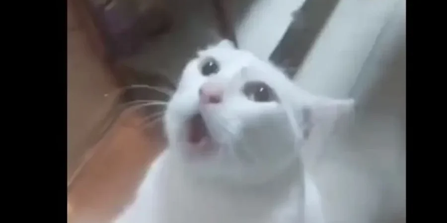 القط وهو يطلب النجدة بينما الفأر يسرح ويمرح