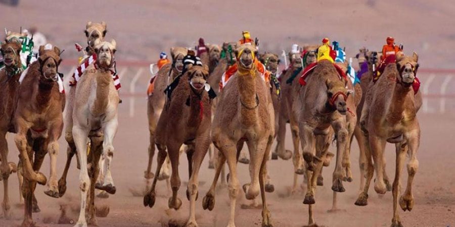 تحذيرات من وصول فيروس كورونا إلى سباقات الهجن ـ أرشيفية