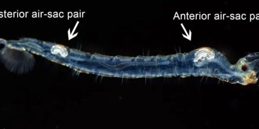 الباحث فيليب ماثيوز لاحظ السلوك الغريب للحشرات