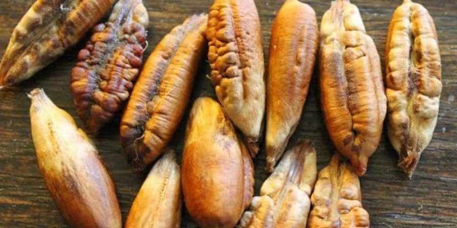 منذ القدم تستخدم نواة التمر كإحدى طرق العلاج