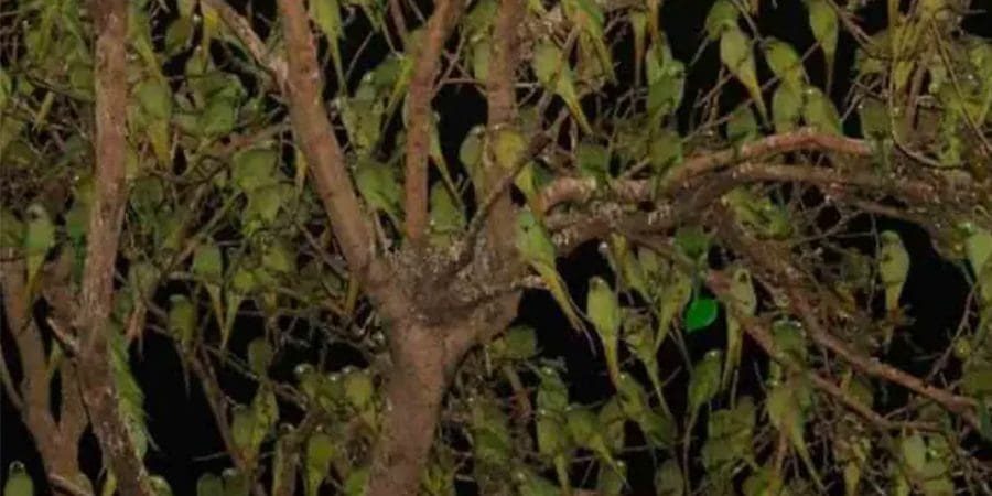 الشجرة عبارة عن مستعمرة من الببغاوات.. فأين ورقة الشجر الوحيدة؟