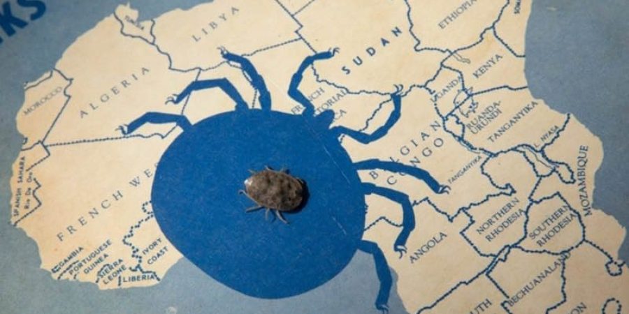 قراد "أرجاس برومبتي" يستوطن المناطق الأكثر جفافًا في شرق وجنوب أفريقيا (جامعة بينغامتون)